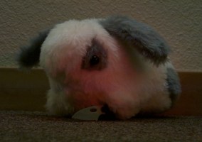 Picture of the E-Ville Bun-Bun