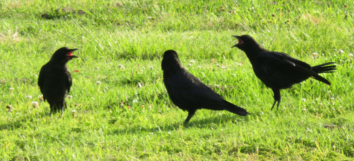 Three crows standing on grass. The two at either end are looking toward each other and have their beaks open, cawing at each other. The one in the middle faces away from the camera.