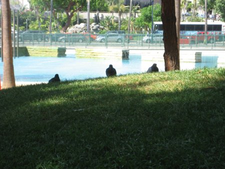 Pigeons in the Park