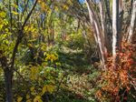 Lots of narrow, almost-straight tree trunks forming an arch, bright red leaves in one corner, yellow leaves in another, green on the ground and in the distance, all dappled with sunlight and shadow.