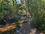 A shallow stream with muddy banks and several types of trees, most narrow, some fallen across it. Blue sky is visible beyond the palm fronts and leaves, and reflected in the stream, with dapples of sunlight breaking up the shade.
