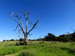 An apparently dead tree standing alone on a green, grassy hill with blue sky behind it, looking like the Windows XP wallpaper with a little more complexity.