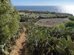 Narrow dirt trail going steeply down, paddle-like cactus immediately on each site. A tree or bush grows just past the cacti on the left. In the distance, past a brown field, trees, and a road, you can see the wide green grass of a golf course, a line of trees, a line of roofs, and beyond them the ocean and a blue sky.