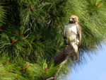 Hawk perched in a pine tree, seen through a zoom lens.