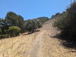 A narrow dirt trail winds through the stubble of dried grasses along a hillside between sprawling clusters of trees (olive, twisted pines, maybe some oaks) on a sunny day. In the distance, the upper parts of the hill are green, and a wide, flat house can be seen on the summit. The trail itself disappears behind one of those clusters of trees.