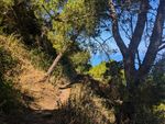 A dirt trail winds along a hillside with mixed shade and sunlight. Sparse vines and other small plants dot the nearby hillside, and gnarled pine trees fill the shade. Just ahead, a narrow, straight pine tree is leaning over the trail at an angle, perpendicular to the hillside but way off of vertical. Below it, a branch (same tree? different one?) lies on the ground across the trail, its needles brown, dry and drooping. Through the pine branches, you can see the bright blue ocean and slightly lighter blue sky, though the horizon itself is obscured.