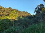 A narrow valley, choked with greenery, lies in shadow. A single palm tree rises into the sunlight. The far side is lined with eucalyptus trees, catching the yellow light of the late afternoon sun against a clear blue sky.