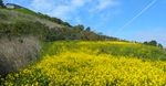 Hillside covered with tiny bright yellow flowers, with a thicket of short trees behind it, and then open grass.