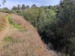 A dirt trail runs through dry grass next to a steep drop-off. It's not clear how far it drops, but the trees filling the chasm are just barely taller than it is.