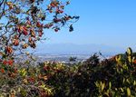A bush with tiny red berries and light green leaves frames a view of a vast suburban sprawl from above, mountains with just a hint of snow in the distance.
