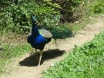 A bright blue peacock struts along a dirt trail, greenery on either side of him, head turned slightly, probably to keep an eye on the human standing in the way and holding a camera.
