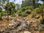 A narrow stream bounded by jumbled rocks winds down a hillside between clusters of shrubs and a few small trees. Between bushes, the hillside is covered with wood chips and dried leaves. Hints of blue peek through a cloudy patch of sky, and hints of shadows play on the ground.