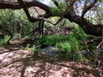Tree branches reaching across and shading a small stream with smaller green plants along the banks.