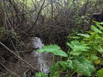 Wide roundish leaves with water droplets on them in front of a blurry view of narrow trees and water.