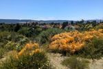 Looking out across a shallow valley at some houses. Some low scrub brushes in the foreground. Some of them are covered with orange vines that look like someone sprayed an entire can of silly string on them.