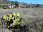 A small prickly pear cactus with two red fruits, sitting in a field of dry scrub brush. Houses and hills are blurry in the background.