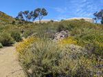 A dirt trail curves past low scrub brush toward a hillside on a sunny day. In the distance a handful of trees and the tops of two large water tanks are visible.