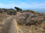 Dirt trail winding past a low bushes, some with pale pink flowers, others with light green leaves. A darker, off-center tree is visible a ways down the trail, with the ocean and a partly-cloudy sky beyond.
