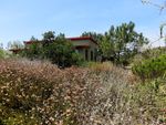 Cluster of low scrubby bushes with green leaves and light brown flowers. Behind it, a few trees wrapped around a solitary olive-green building. The plants all look like they've actually had access to water, unlike most of the ones in the other photos that have dried out for summer.